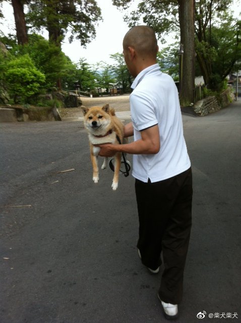 被岐阜县的寺庙千手院主持收养的柴犬小千，在它眼里自家饲主只是自己不想走路时的人形搬运机器而已 twitter：senjuin1010