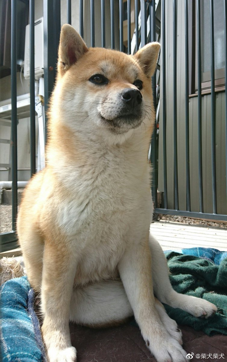 被岐阜县的寺庙千手院主持收养的柴犬小千，在它眼里自家饲主只是自己不想走路时的人形搬运机器而已 twitter：senjuin1010