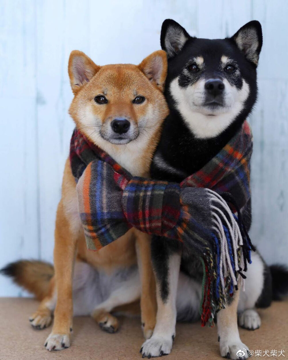 裹紧我俩的小围巾 instagram:9648miku