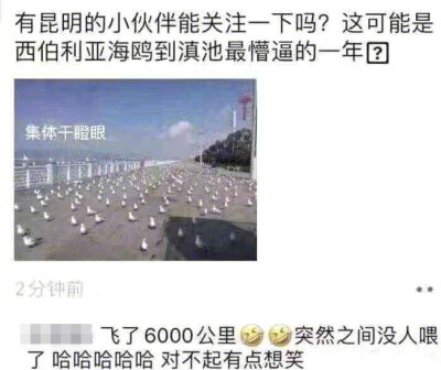 滇池海鸥：我是不是飞错地方了海鸥万万没想到飞了6000公里竟然被放鸽子了