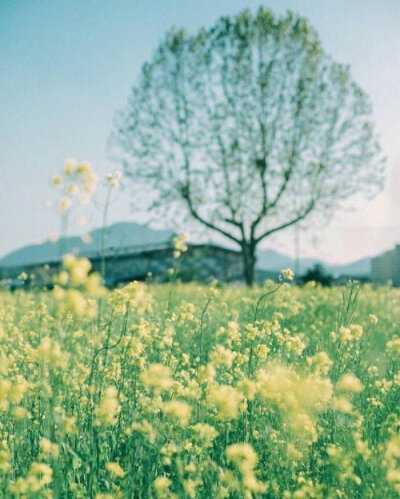 我有一块田，北至滴水，南至街心。田上种春风，花开一树明。——白音格力