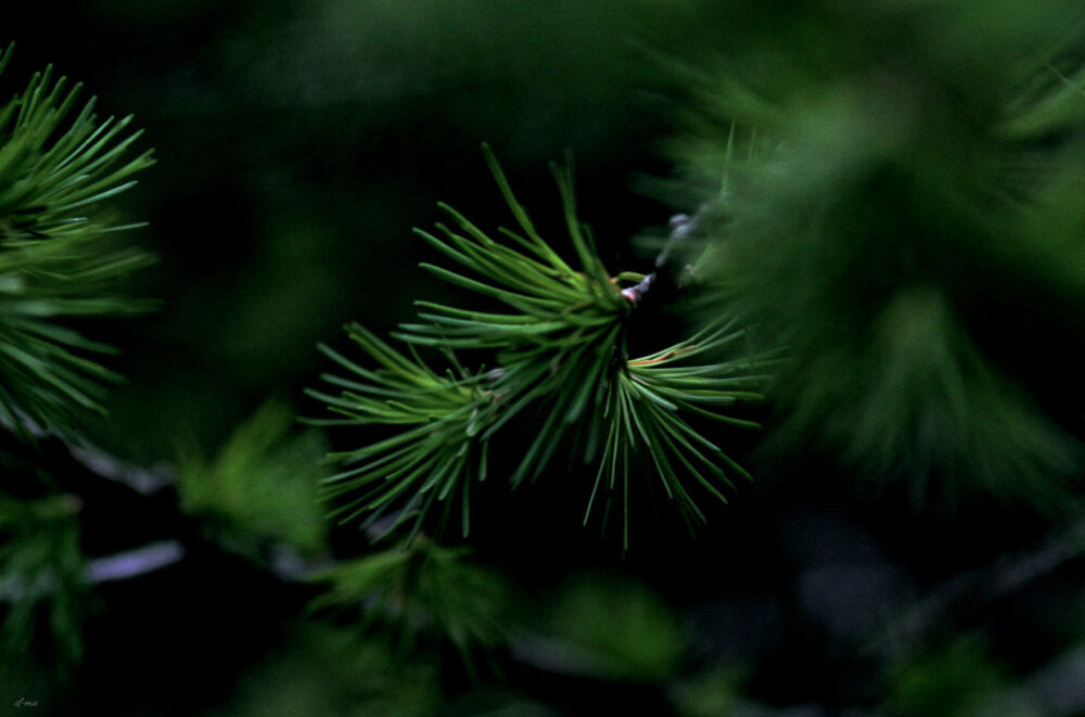 雨林微观