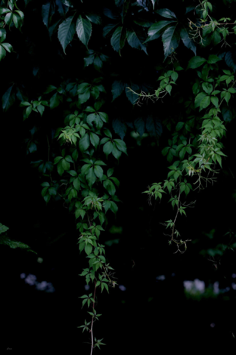 雨林微观