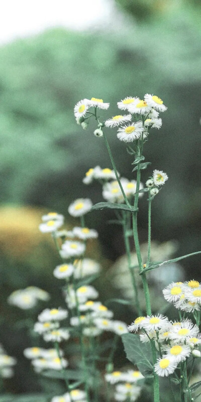 高清手机壁纸 聊天背景 雏菊 