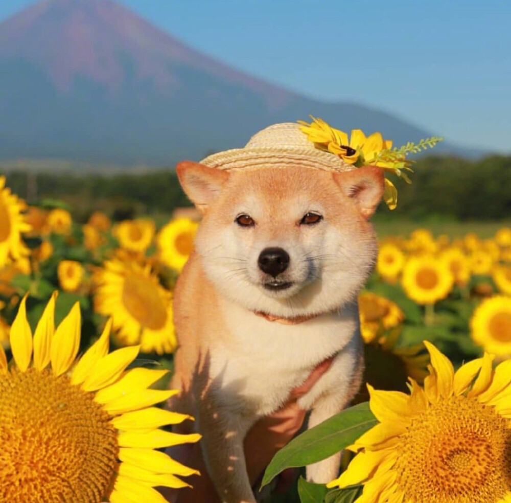 "要每天微笑啊" 柴犬&花 背景图壁纸