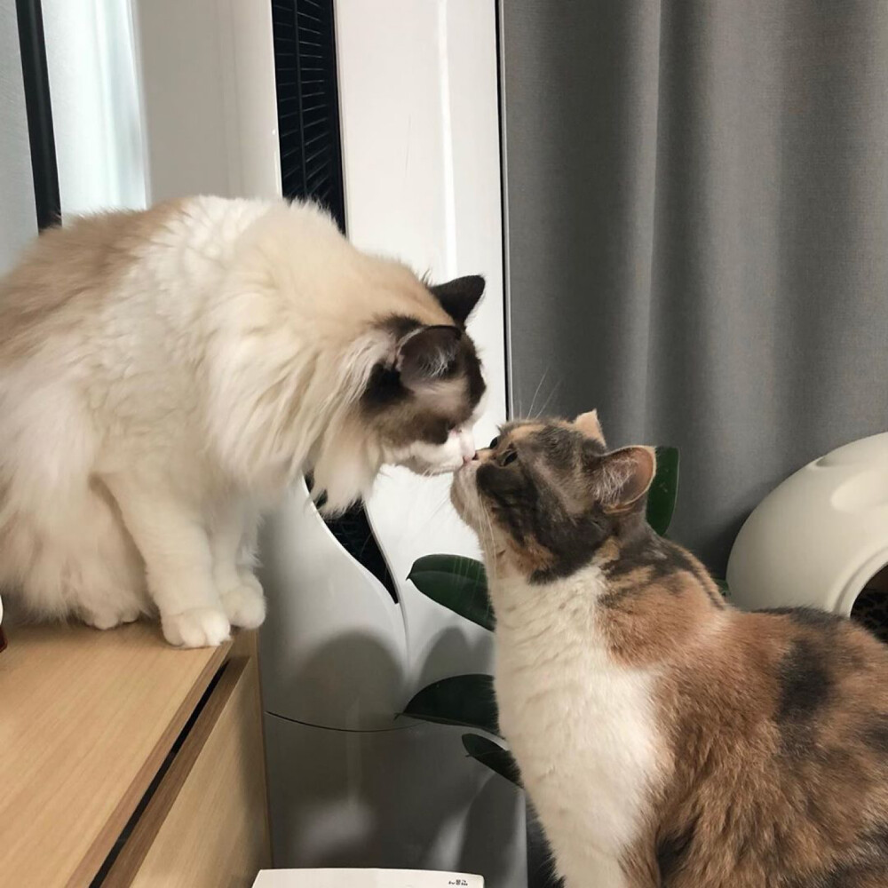 好久不见 注意拿图素质