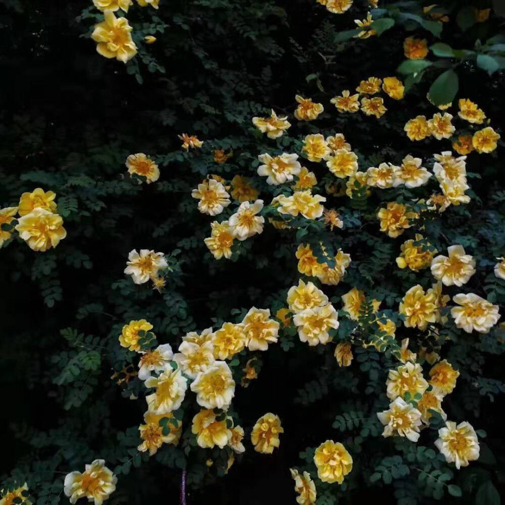 小黄花 小雏菊