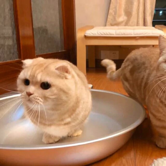 猫咪情侣头像