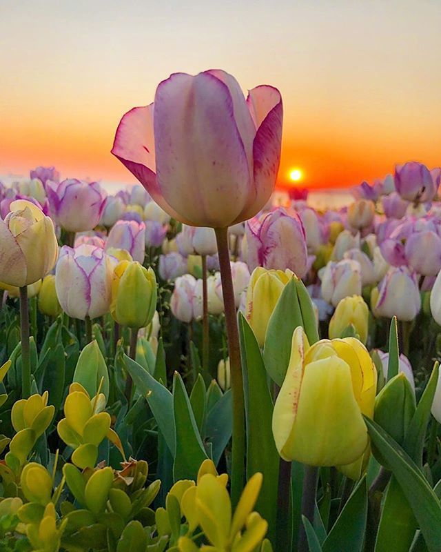 郁金香
手机壁纸