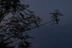 抹茶竹炭卷/weibo