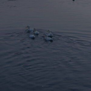 抹茶竹炭卷/weibo