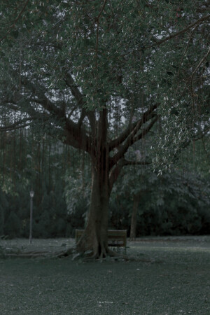 抹茶竹炭卷/weibo