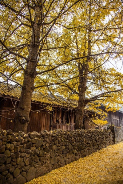 春游芳草地，夏览荷花池。秋踏落叶路，冬吟白雪诗。