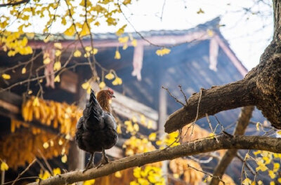 春游芳草地，夏览荷花池。秋踏落叶路，冬吟白雪诗。