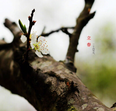 立春 · 李子花 …