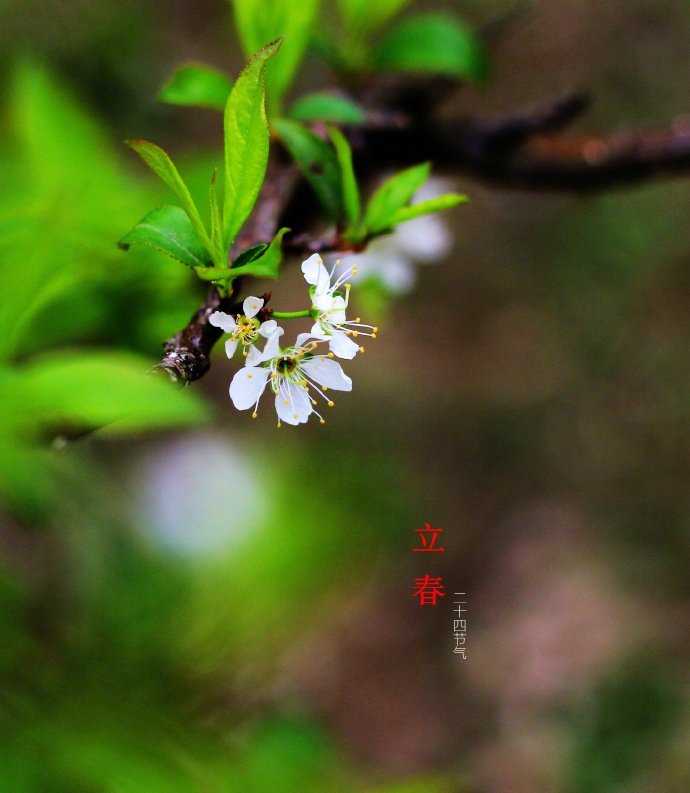 立春 · 李子花 …