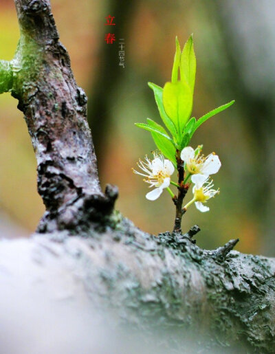 立春 · 李子花 …