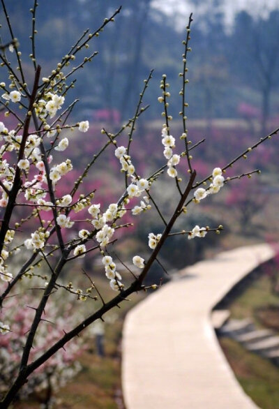 忽睹云间数雁回，更逢山上正花开。河边淑气迎芳草，林下轻风待落梅。#诗词# #诗词歌赋# #吾爱诗词#