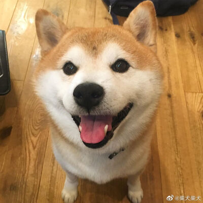 我要去参加它的握手会啊啊啊啊啊啊！！！！！_:(´ཀ`」 ∠):_ Instagram：shibainu_kanta