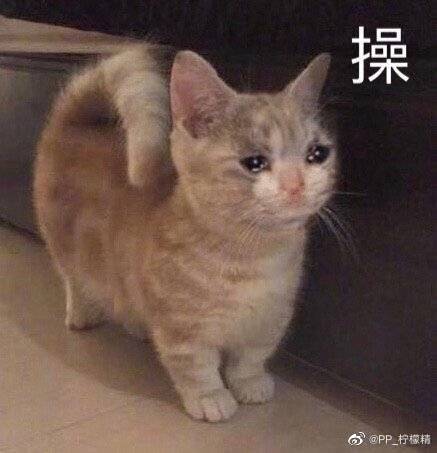 猫狗