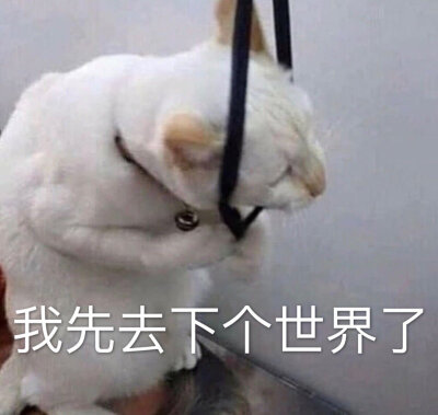 猫狗