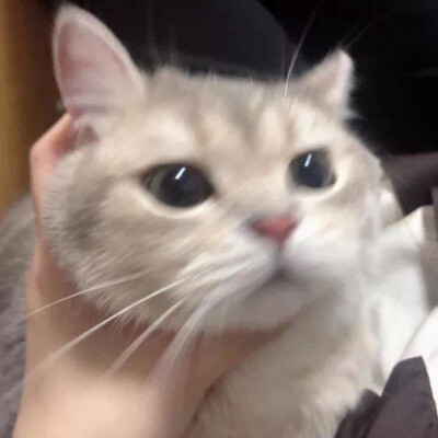 小可爱