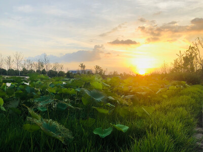 夕阳下的荷塘