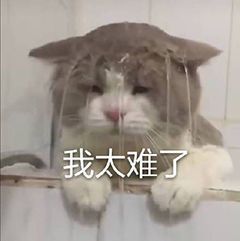 表情包 我太难了 猫