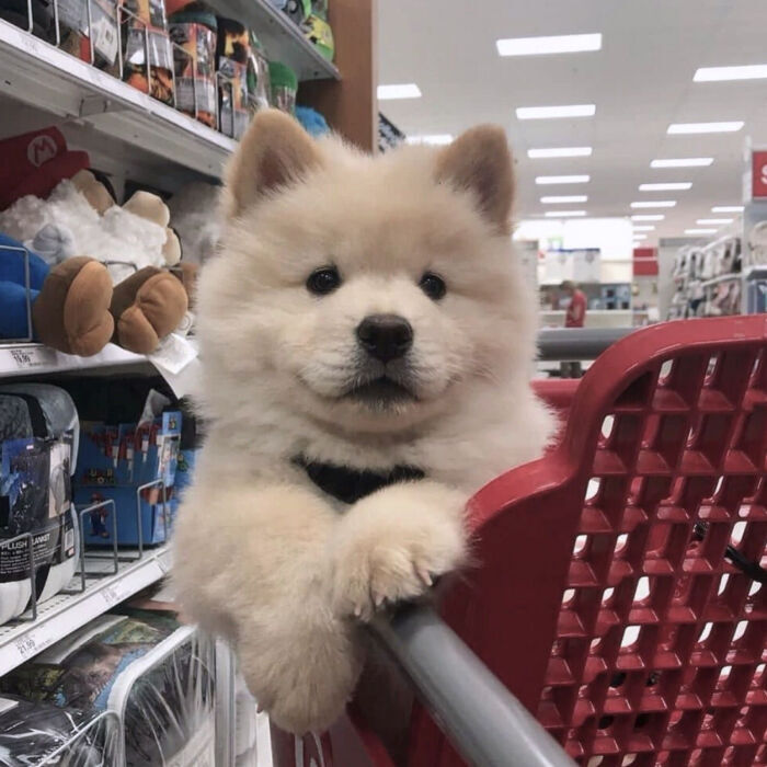 可可爱爱没有脑袋