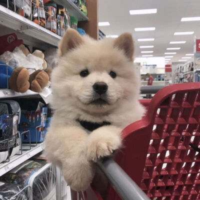 可可爱爱没有脑袋