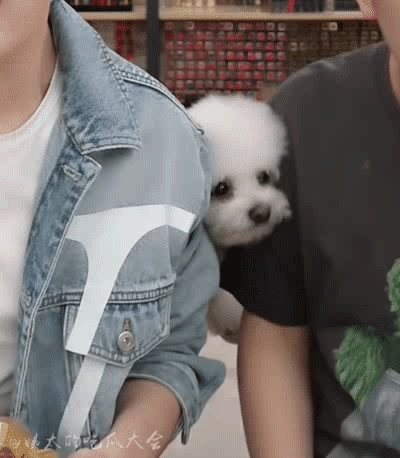 李佳琦的狗子还是这么可爱呜呜呜我心都化了