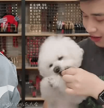 李佳琦的狗子还是这么可爱呜呜呜我心都化了