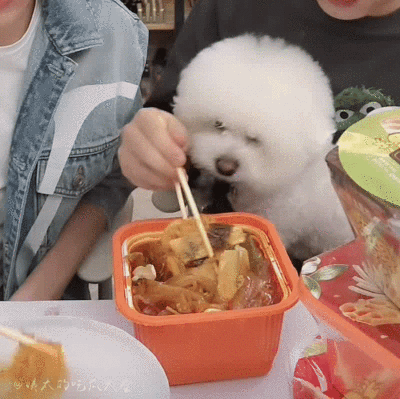 李佳琦的狗子还是这么可爱呜呜呜我心都化了