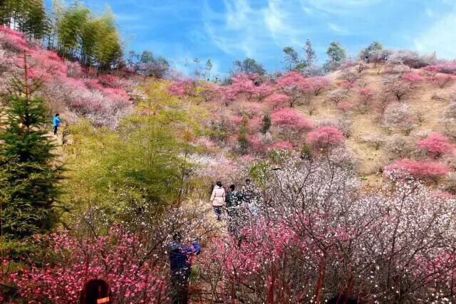 【二月国内出游地推荐】1、元阳梯田——最美摄影地2、龙岩漳平永福——樱花初开3、罗平油菜花——金色海洋4、蔚县暖泉镇——打树花5、台湾阳明山——千株樱花树6、龙泉山——桃花园里麻将怡情7、苏州林屋梅海——赏千亩梅林8、平遥——古城社火越千年9、南京梅花山——赏梅诗友会