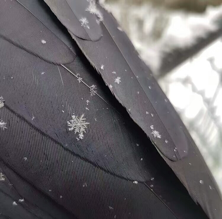 乌鸦背上的雪花