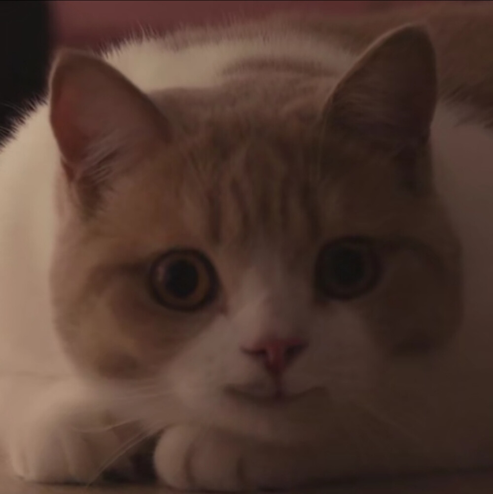 猫猫头像表情包