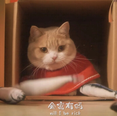 猫猫头像表情包