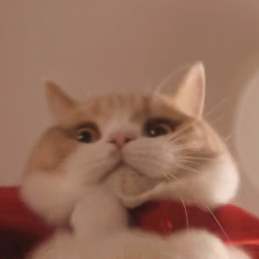 猫猫头像表情包