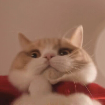猫猫头像表情包