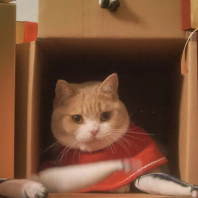 猫猫头像表情包