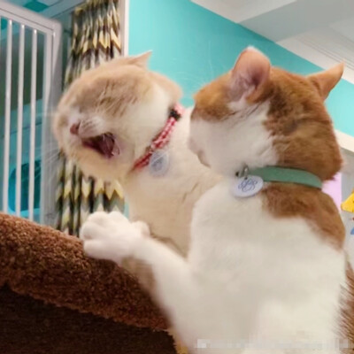 猫猫头像表情包