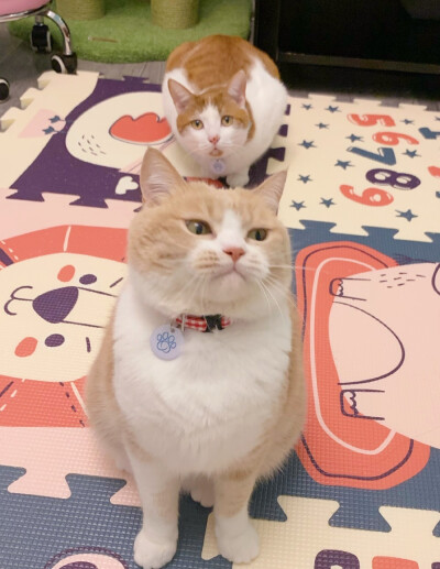 猫猫头像表情包