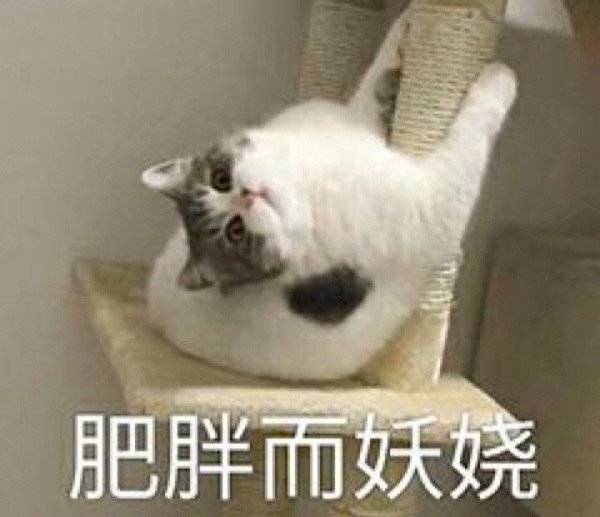 猫猫头像表情包