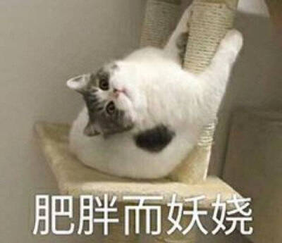 猫猫头像表情包