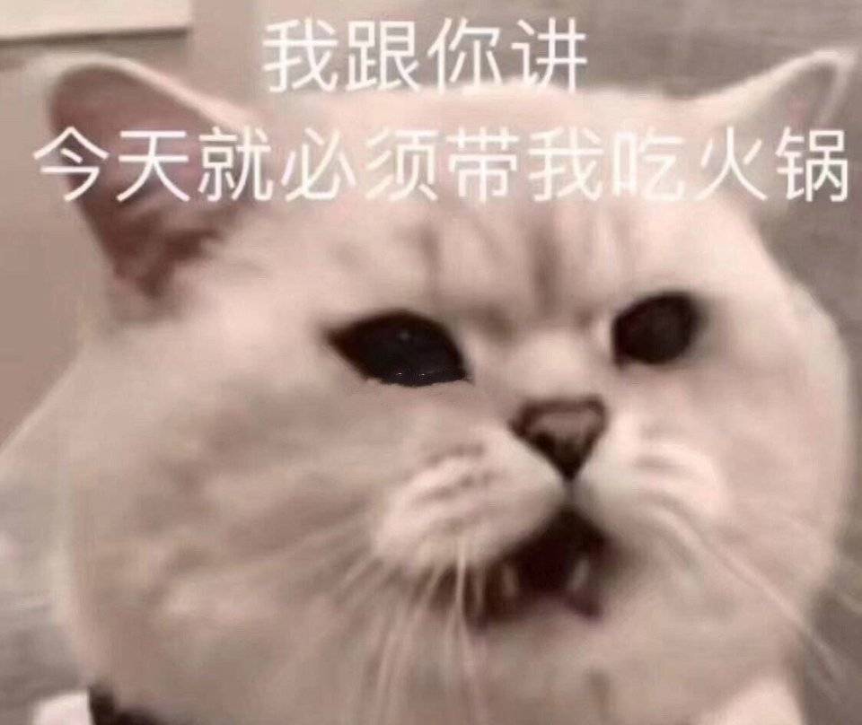 猫猫头像表情包