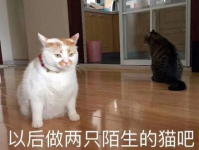 猫猫表情包情头