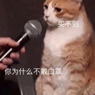 猫猫表情包情头