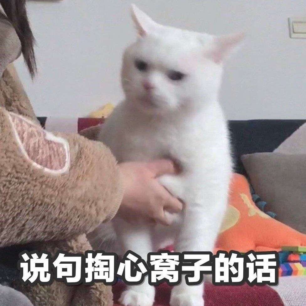 猫猫表情包情头