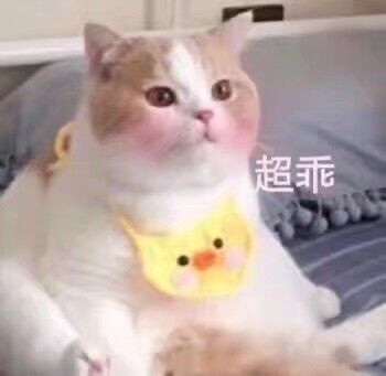 猫猫表情包情头