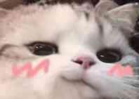 猫猫表情包情头